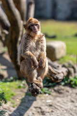 berber monkey is sitting on a branch