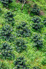 coffee bushes on hillside