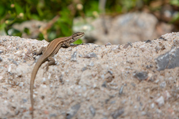 Close-up of a lizard standing on the stone and blurry nature background with sunset light.