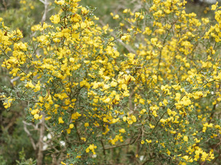 Ulex parviflorus - Ajonc de Provence ou ajonc à petites fleurs, arbrisseau de garrigue et maquis aux touffes garnies de fleurs jaune doré