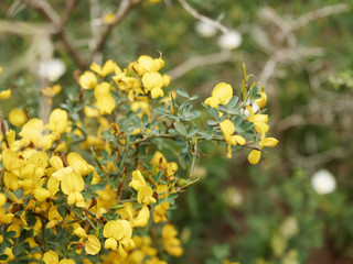 Ulex parviflorus - Ajonc de Provence, arbrisseau de garrigue aux tiges ramifiées et épineuses...