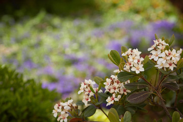 beautiful flowers with space for text 