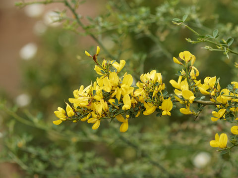 Ulex parviflorus - Ajonc de Provence, arbrisseau de garrigue aux tiges ramifi&eacute;es et &eacute;pineuses garnies de fleurs jaune dor&eacute; 