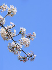 cherry blossom in spring