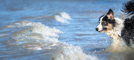 Bordercollie sprint voller Lebensfreude ins blaue Wasser auf ein Spielzeug zu 