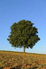 Lonely tree on field, Germany, Europe