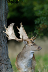 Fallow deer in autumn (Cervus dama), Germany, Europe