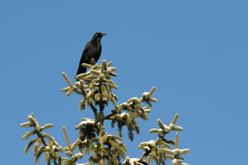 Carrion crow on tree, Germany, Europe