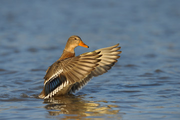 Mallard (Anas platyrhynchos), Female, Germany, Europe