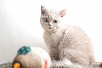 playing young british shorthair kittens from a nest
