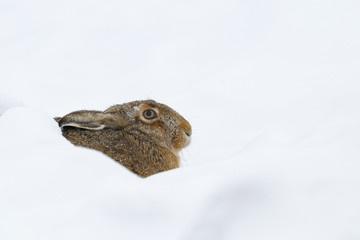 European brown hare (Lepus europaeus), Germany, Europe