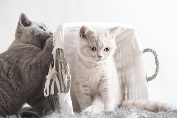 playing young british shorthair kittens from a nest