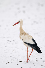 White stork (Ciconia ciconia) in winter, Germany, Europe