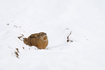 European brown hare in winter, Germany, Europe