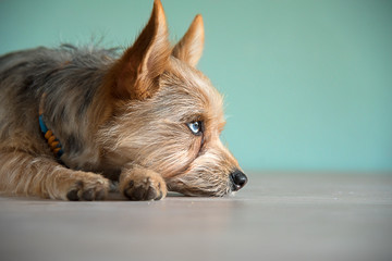 Cute mix dog puppy with a bleu eye 