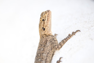 lizard on a white background