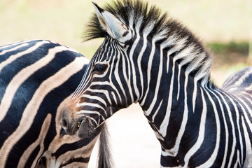 Fototapeta na wymiar black and white wild zebra in africa