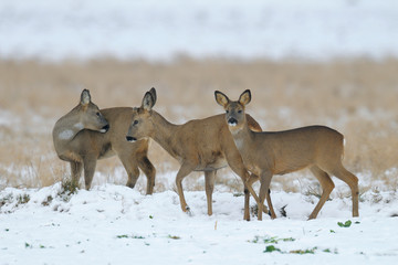 Western roe deers in wintertime, Germany, Europe