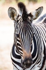 black and white wild zebra in africa