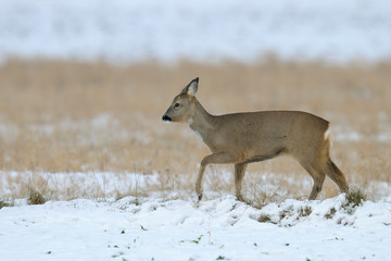Western roe deer in wintertime, Female, Germany, Europe