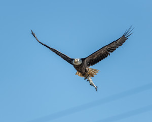 bald eagle in flight