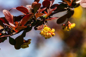 Spring blooming of barberry. Beautiful yellow small flowers of Berberis thunbergii Atropurpurea on branches with purple leaves against beautiful bokeh. Selective focus