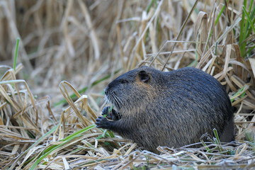 Coypu in grass (Myocastor coypus), Germany, Europe