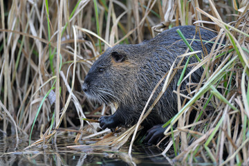 Coypu (Myocastor coypus), Germany, Europe