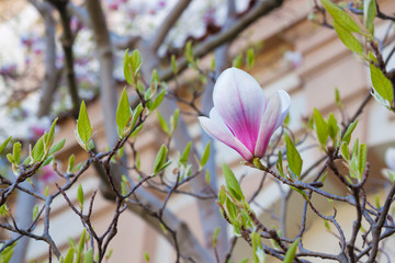 magnolia flower on tree branch