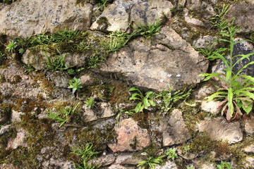 Végétation murale 01