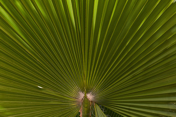 Palm branch very nice dizfjn and place for text