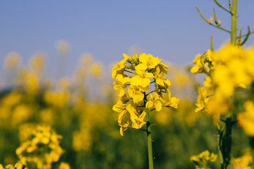 Obraz premium Dorset