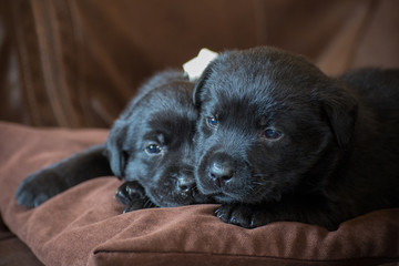 two puppies, a black Labrador  lying on a brown pillow