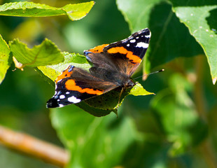 Obraz na płótnie Canvas Admiral butterfly