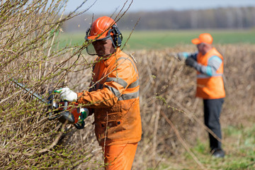 Hedge trimming service. Two landscapers men workers team in uniform  cutting hedgerow with Gas Powered hand Clipper
