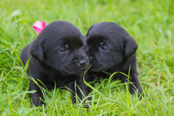   two black Labrador puppys in summer meadow