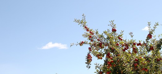 Apple Tree at Carter Mountain Orchard