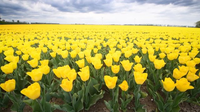 Yellow tulips growing in a field during springtime in Holland with clouds moving fast over the field and wind turbines in the background.