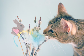 The cat looks at the Easter bouquet of willow and feathers. Easter background with a cat. Copy space