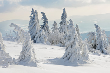 Fototapeta na wymiar Snowy spruce trees, National Park Bavarian Forest, Bavaria, Germany
