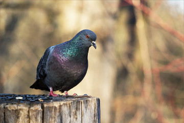 In the spring of the dove landed on a tree stump where birds were food