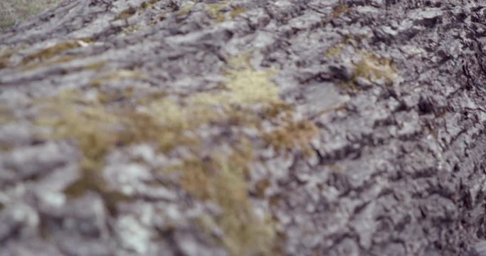 focus pull treebark