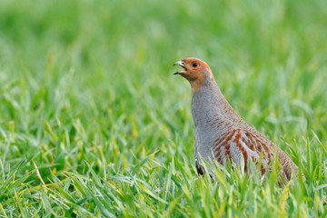 Grey Partridge (Perdix perdix), Germany, Europe