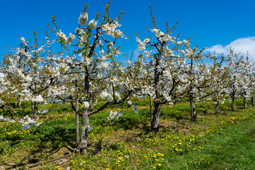 Fototapeta na wymiar Blühende Kirschbäume in einer Intensivanlage