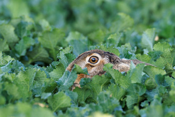 European brown hare in canola field, Springtime, Germany, Europe