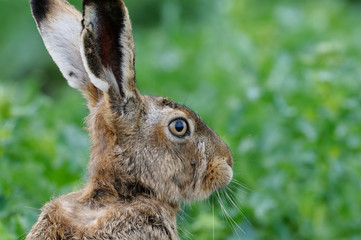 European brown hare (Lepus europaeus) in summer, Germany, Europe