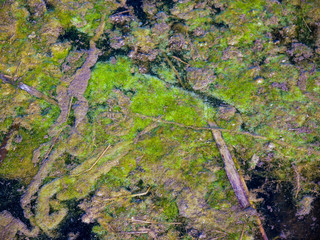 Natural background, green moss , algae in a small pond at springtime.