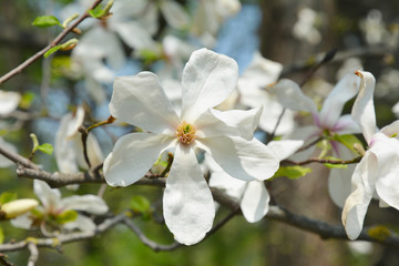 Obraz premium Magnolia Flower on Magnolia Tree. Close up on tender white magnolia flower.