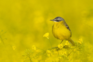 Yellow wagtail (Motacilla flava) in canola field, Germany, Europe
