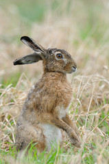 European brown hare in summer, Lepus europaeus, Germany, Europe